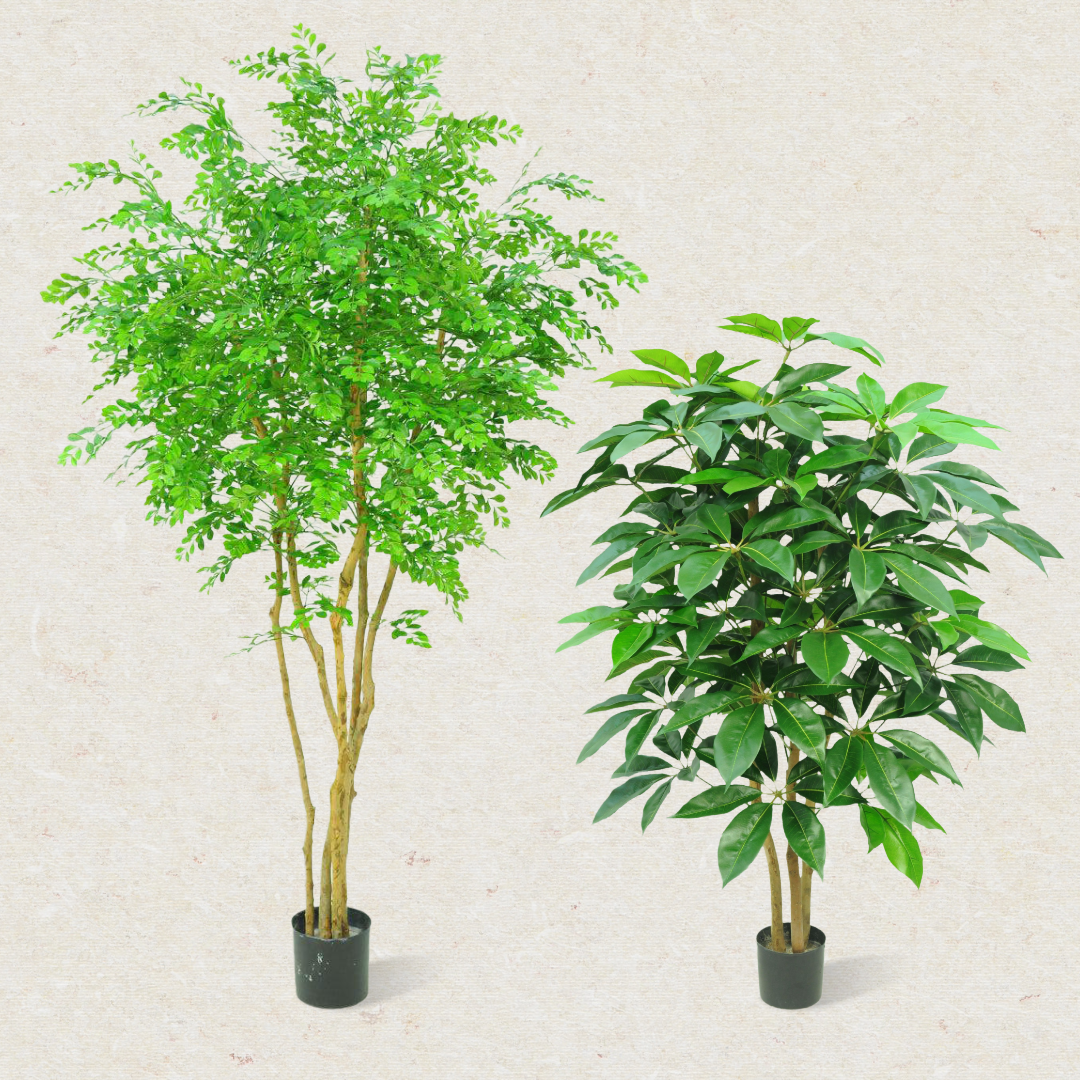 xinu monstera Monstera Xinū (no. 4) Previous Product Next Product 450.00 MXN 50 ml / 1.7 oz - 3,980.00 MXN 15 ml / 0.50 oz