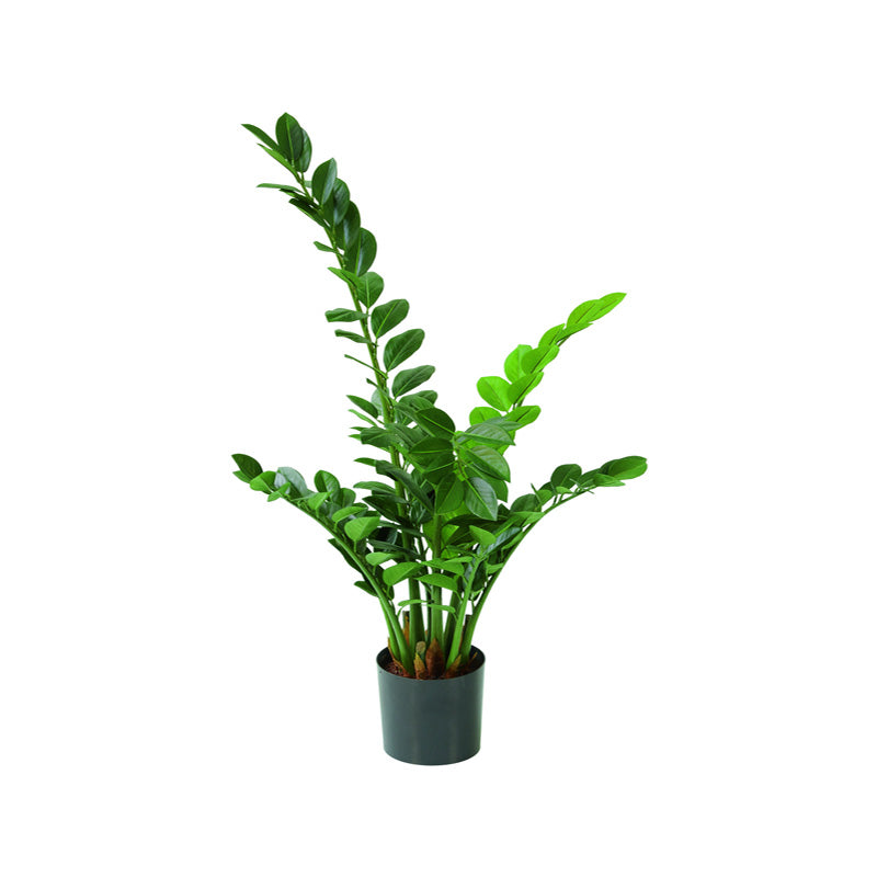 Zamioculcas zamiifolia künstlich