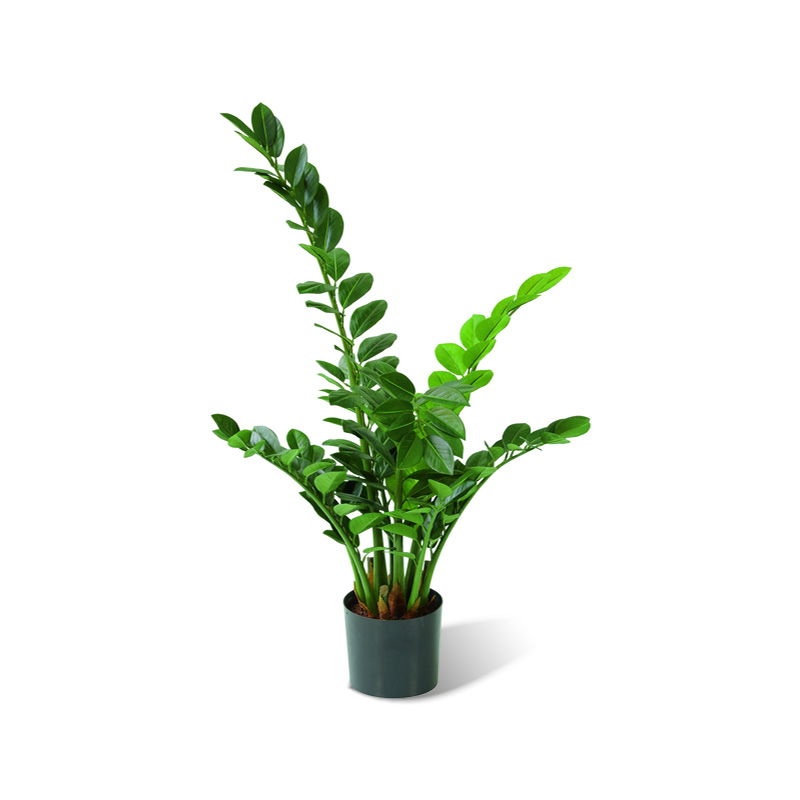 Zamioculcas zamiifolia künstlich – Luwasa shop
