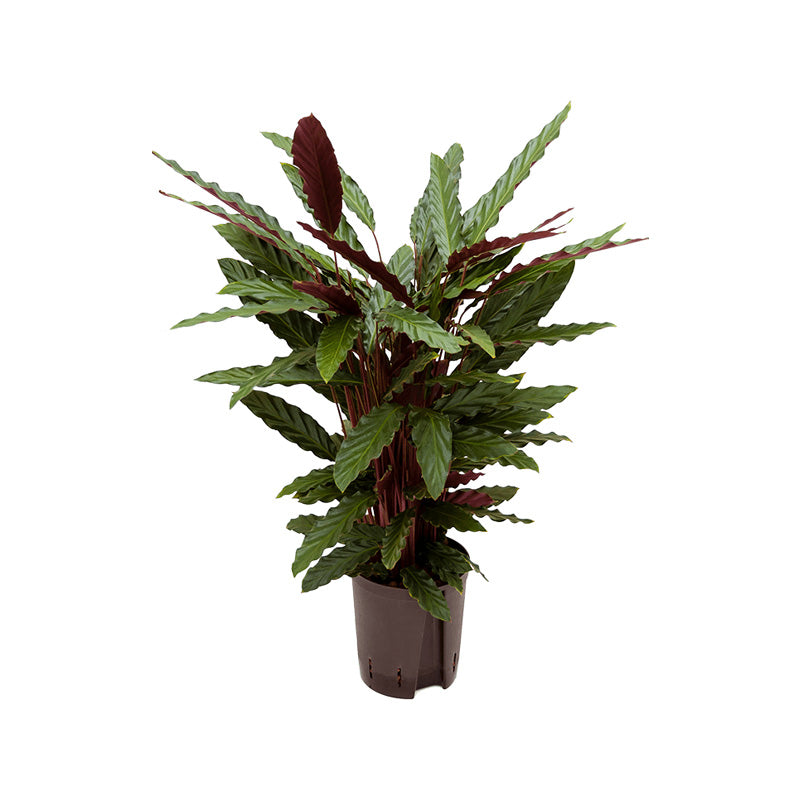 Calathea mix 60 cm