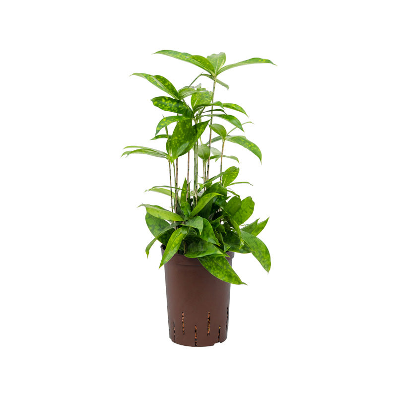 Dracaena godseffiana