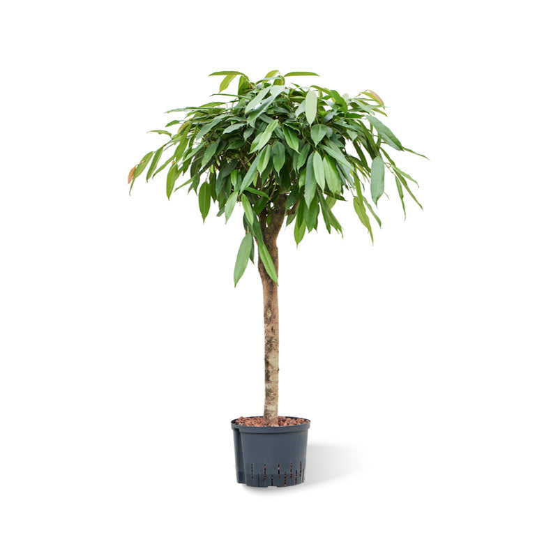 Ficus binn. Amstel King
