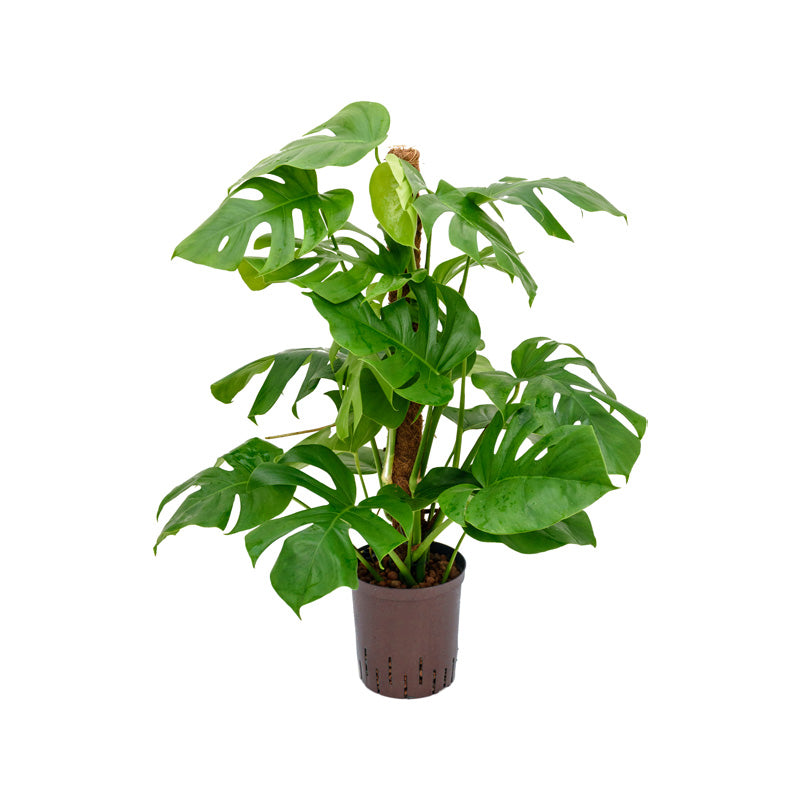 Monstera (Philo.pert)
