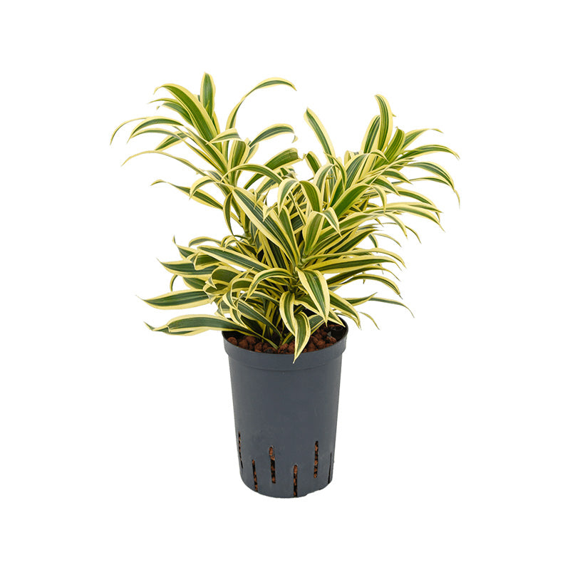 Dracaena reflexa S.o.India
