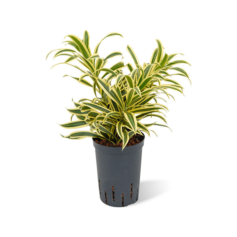 Dracaena reflexa S.o.India