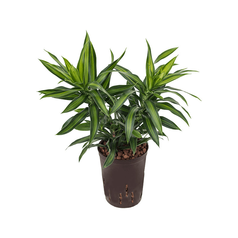Dracaena ref. S.o.Jamaica