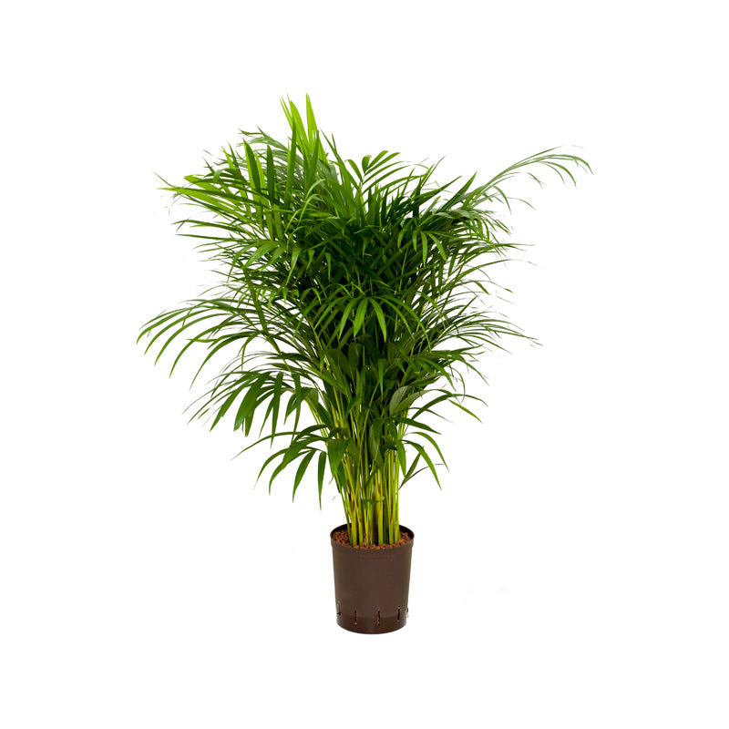 Chrysalidocarpus lut.Areca