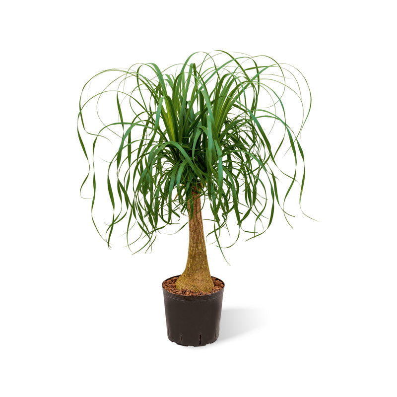 Beaucarnea recurvata
