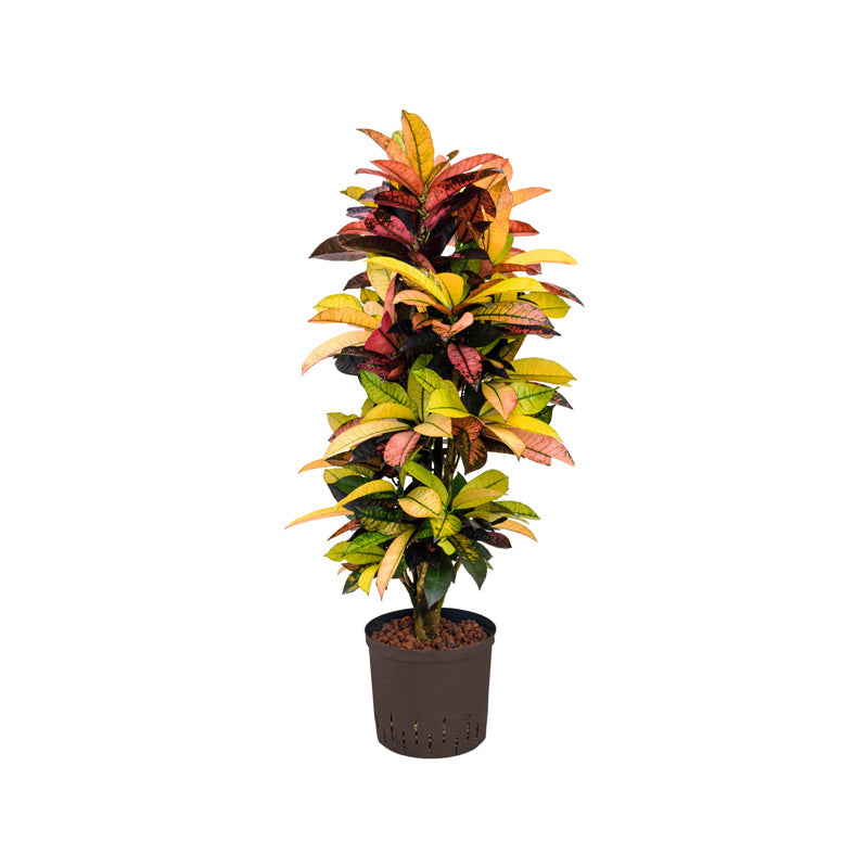 Codiaeum/Croton Iceton 120-130cm