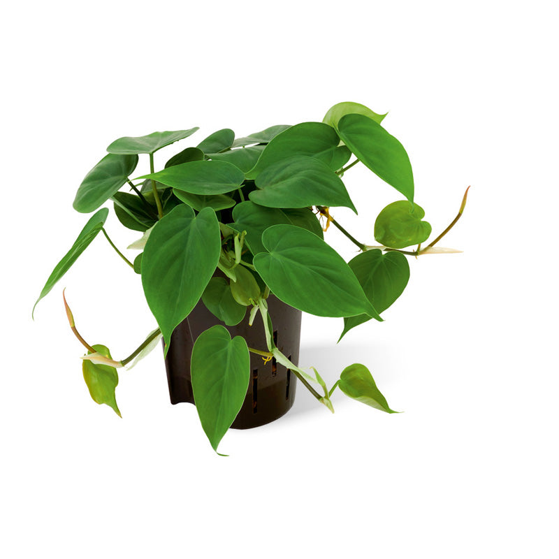 Philodendron scandens