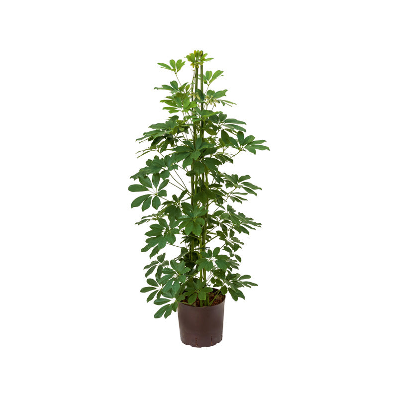 Schefflera arb grün