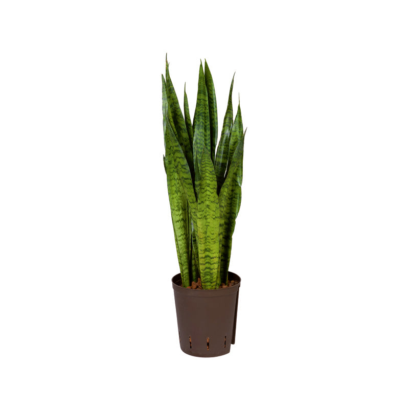 Sansevieria tr.zaylanica