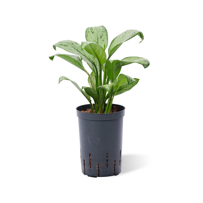 Aglaonema com. Christina