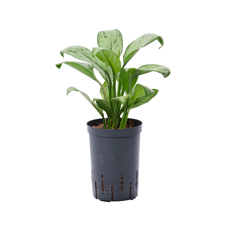 Aglaonema com. Christina 45cm