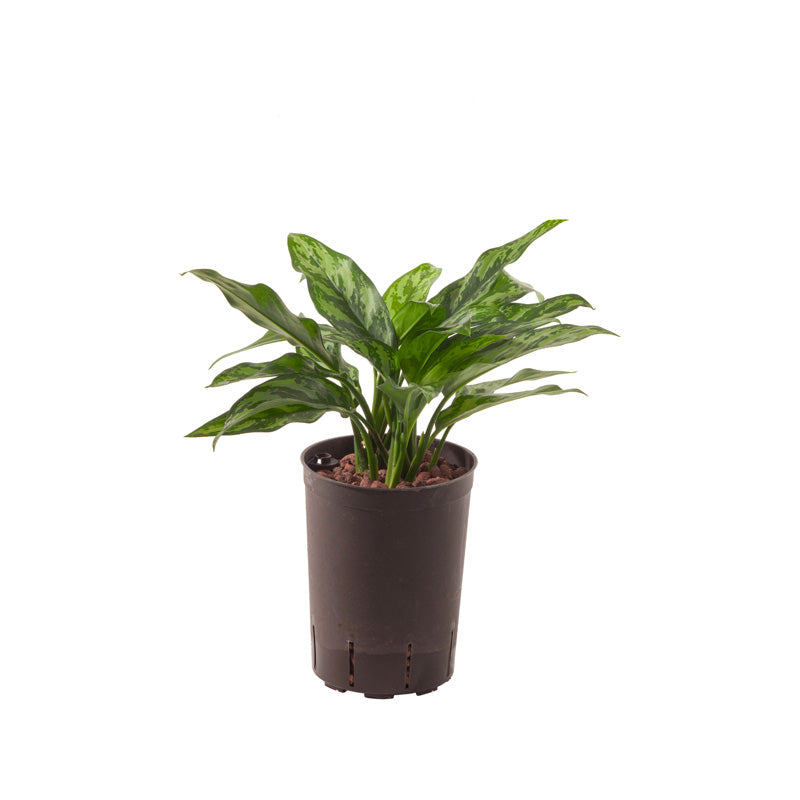 Aglaonema com. Maria 40cm