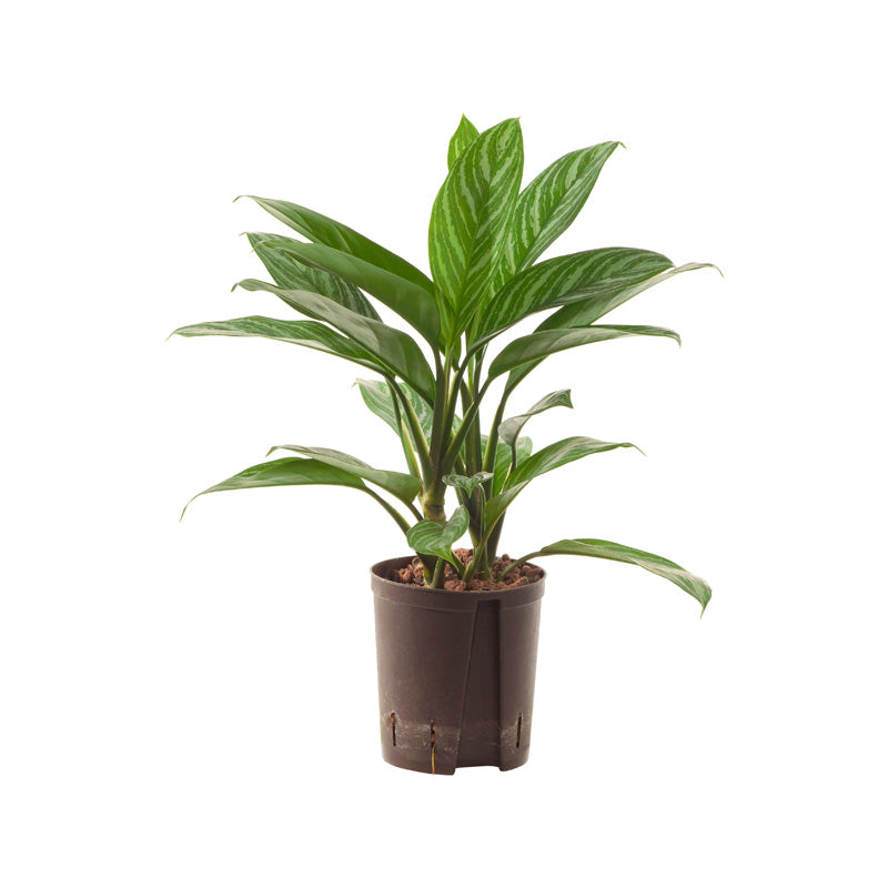 Aglaonema Stripes 50cm