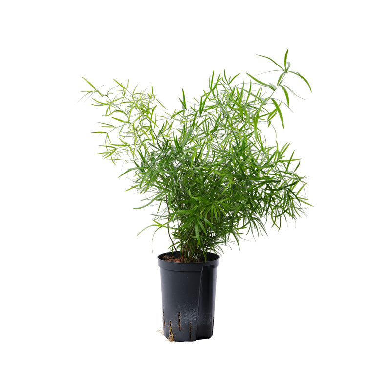 Asparagus falcatus