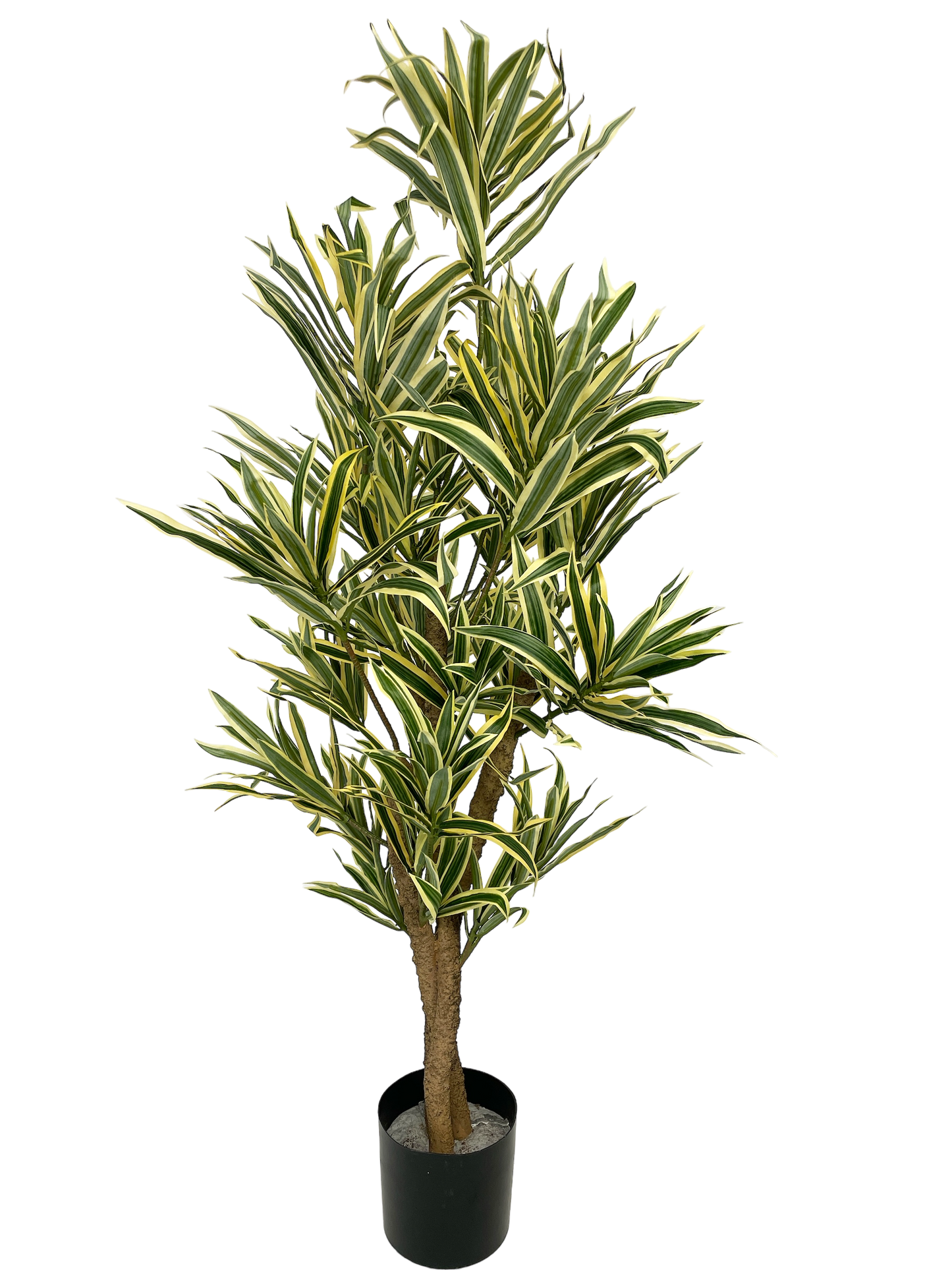 Dracaena reflexa 100 cm