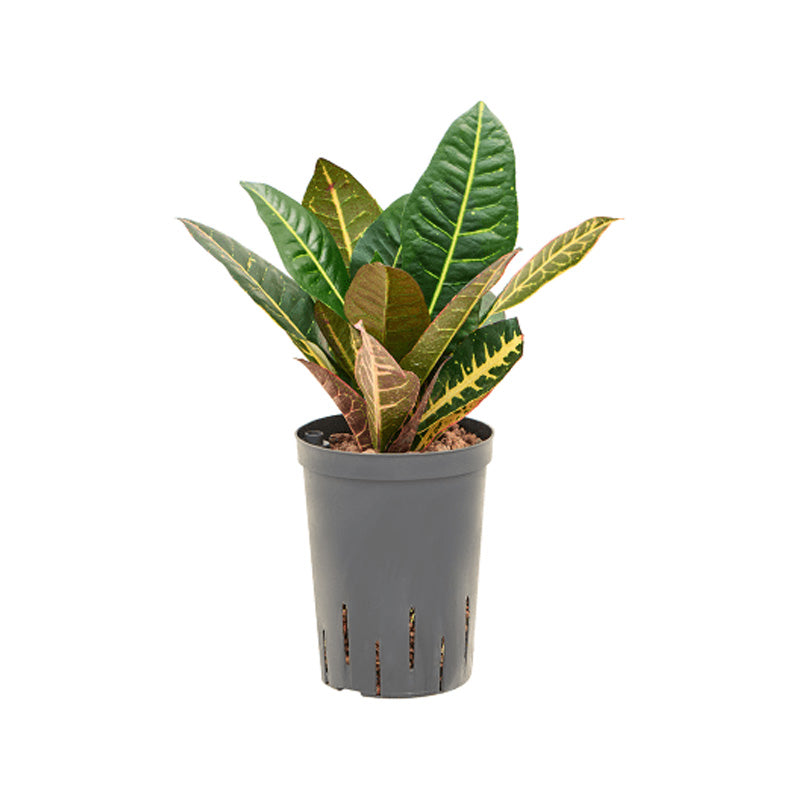 Codiaeum/Croton Petra