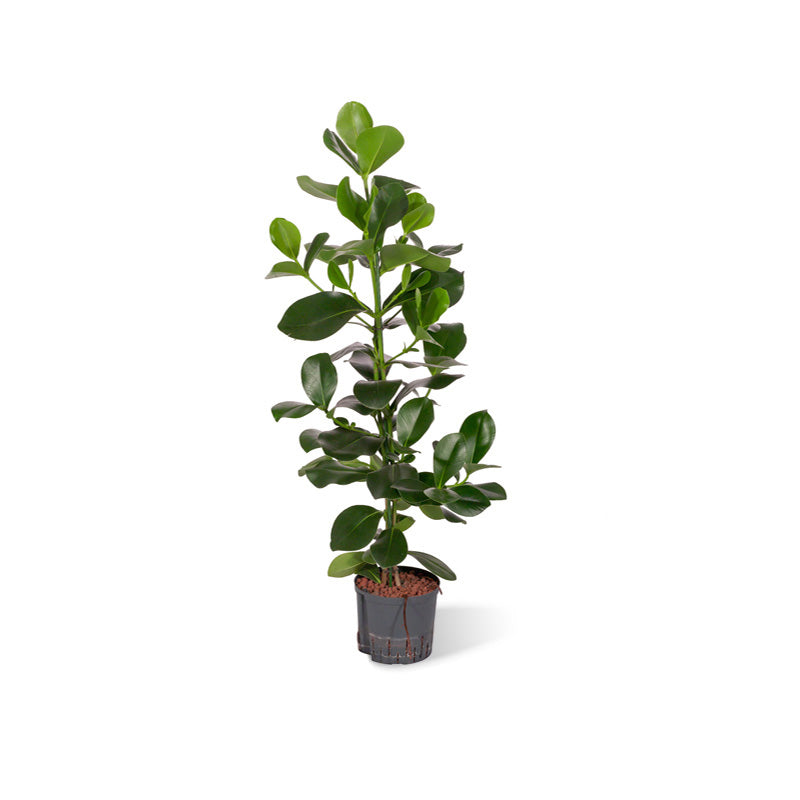 Clusia rosea Princess