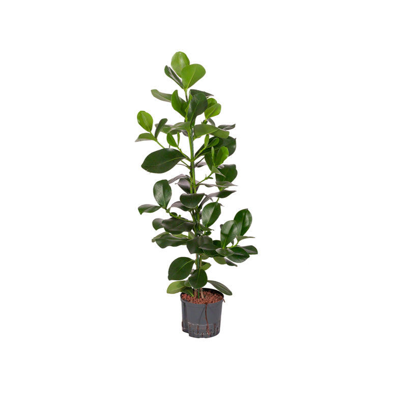 Clusia rosea Princess