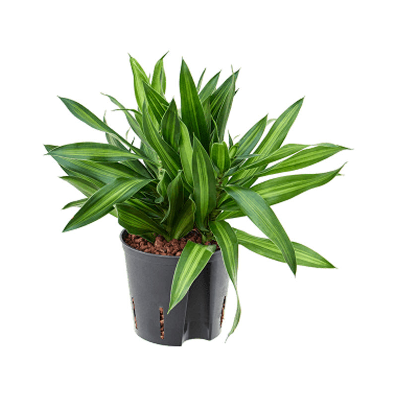 Dracaena der. Warneckii