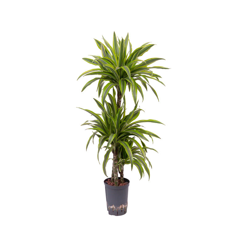 Dracaena der. Lemon Line