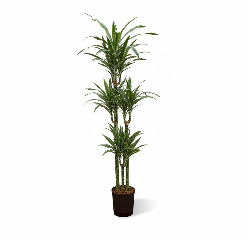 Dracaena der. Warneckii
