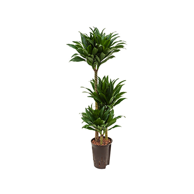 Dracaena der J.C.Compacta