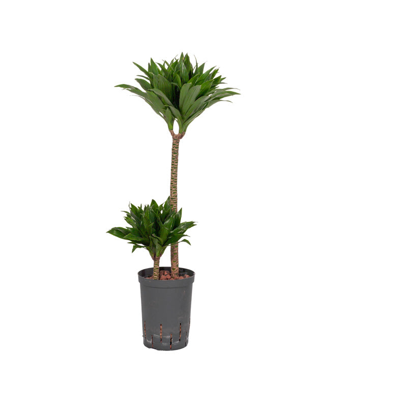Dracaena der J.C.Compacta