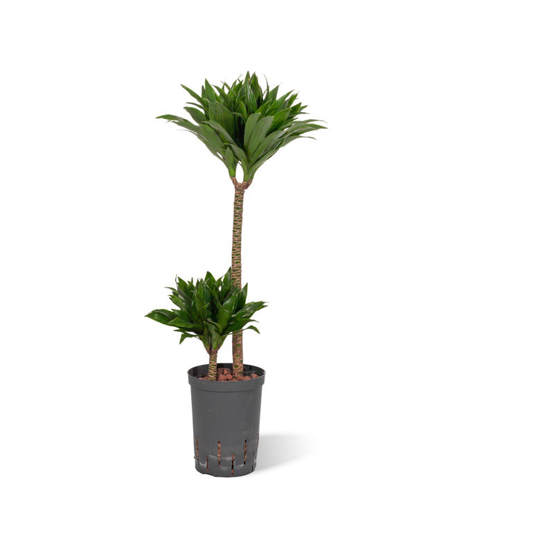 Dracaena der J.C.Compacta