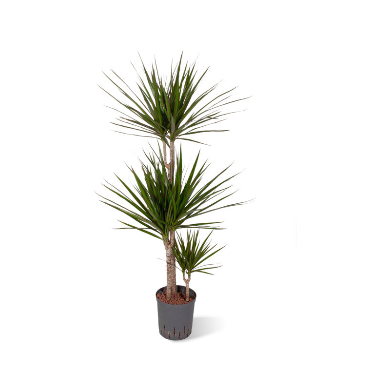 geigenfeige mit topf Geigenfeige auf Stamm (Ficus lyrata) – 150 cm – Ø27 cm Topf – Luna's Leaf  Co