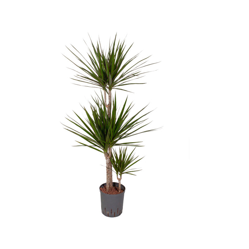 Dracaena marginata