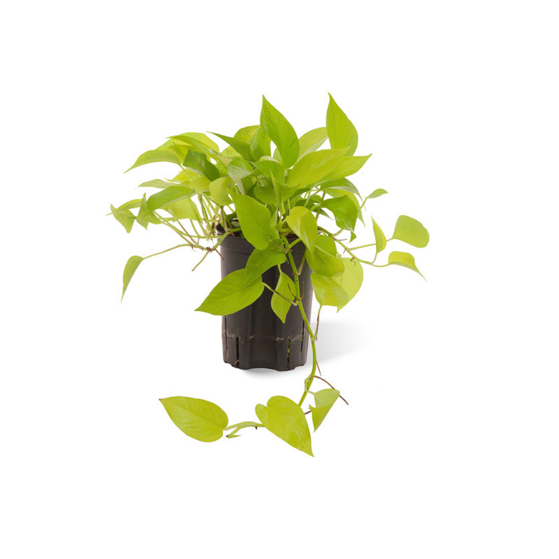 Epipremnum aureum Neon