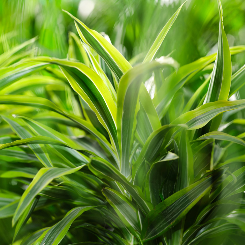 Dracaena der. Lemon Line