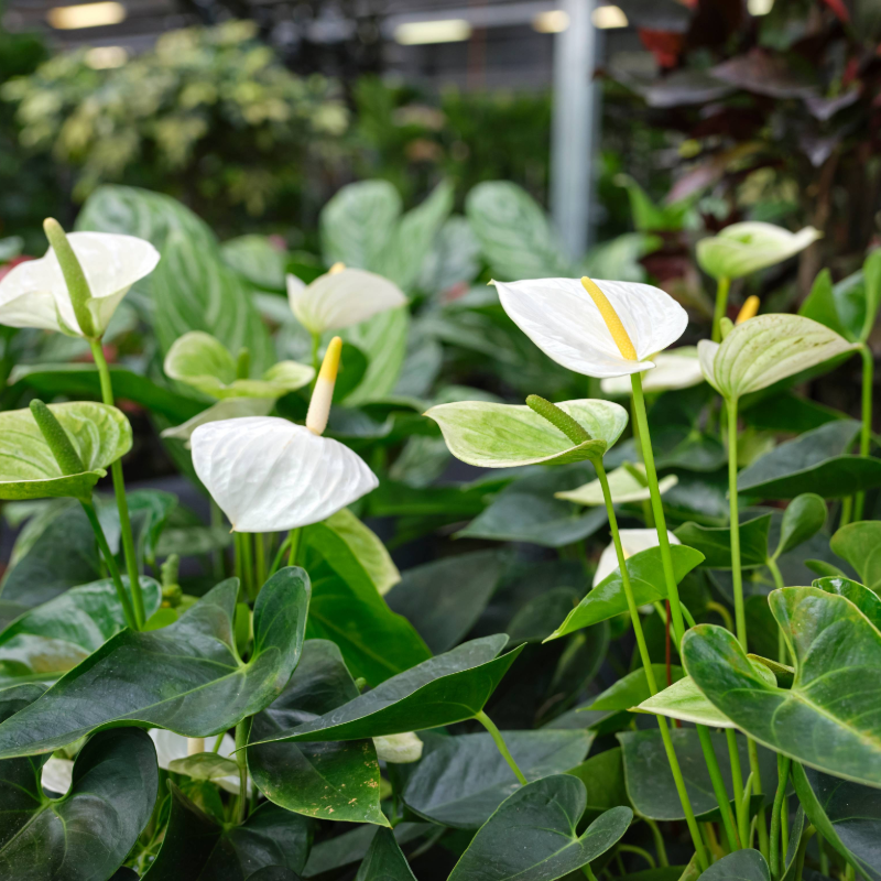 Anthurium weiss