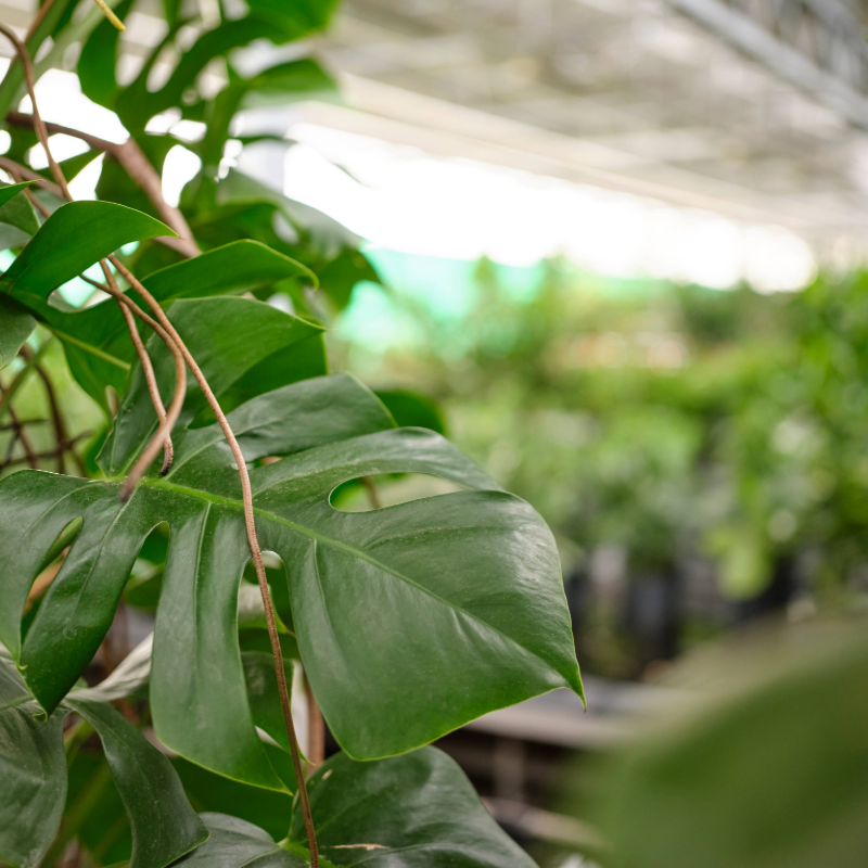 Monstera deliciosa
