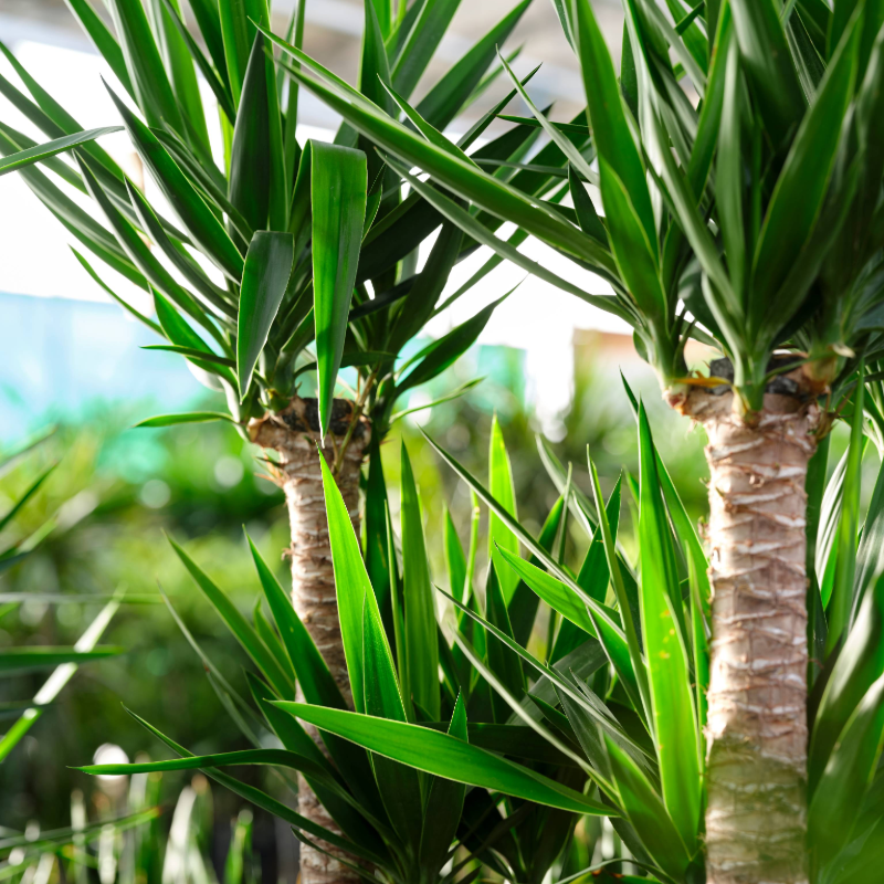 Yucca elephantipes
