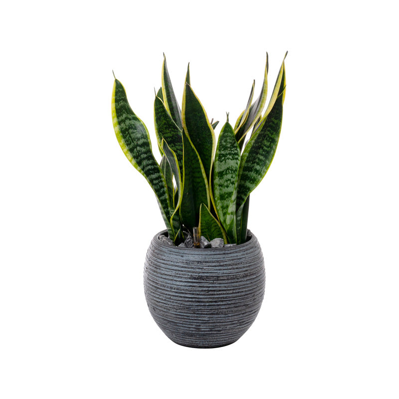 Graciosa Topf schwarz