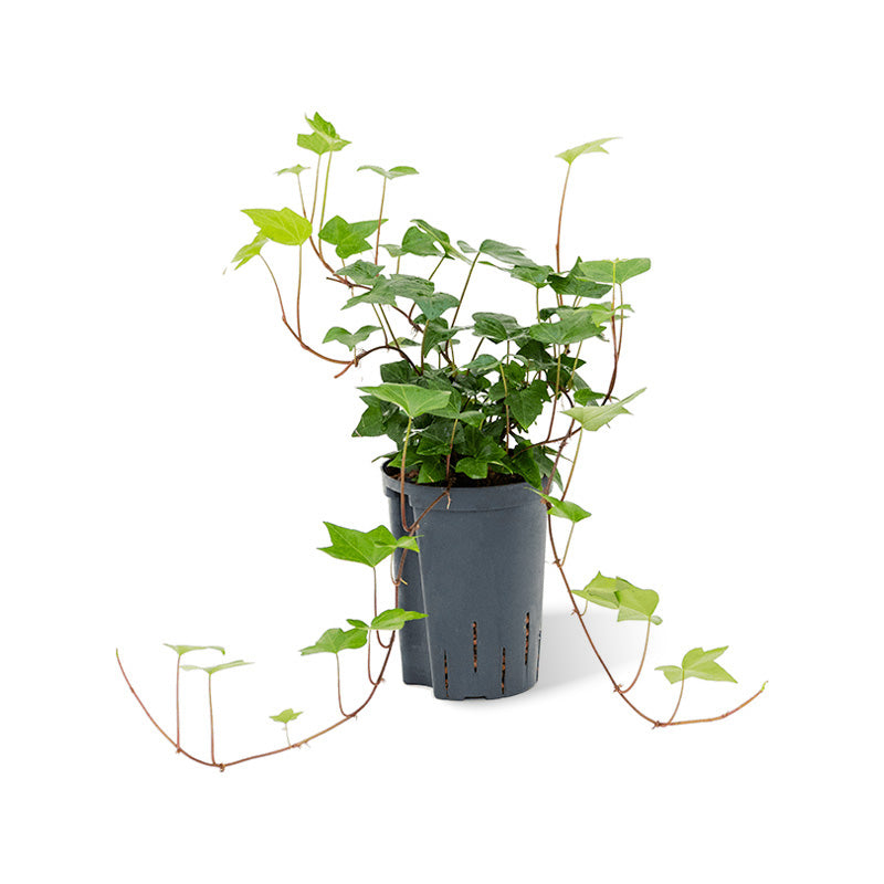 Hedera helix Montgomery