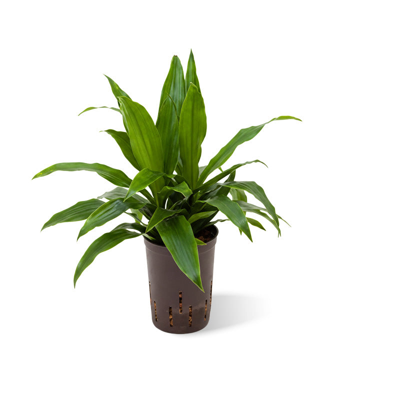 Dracaena der Janet Craig