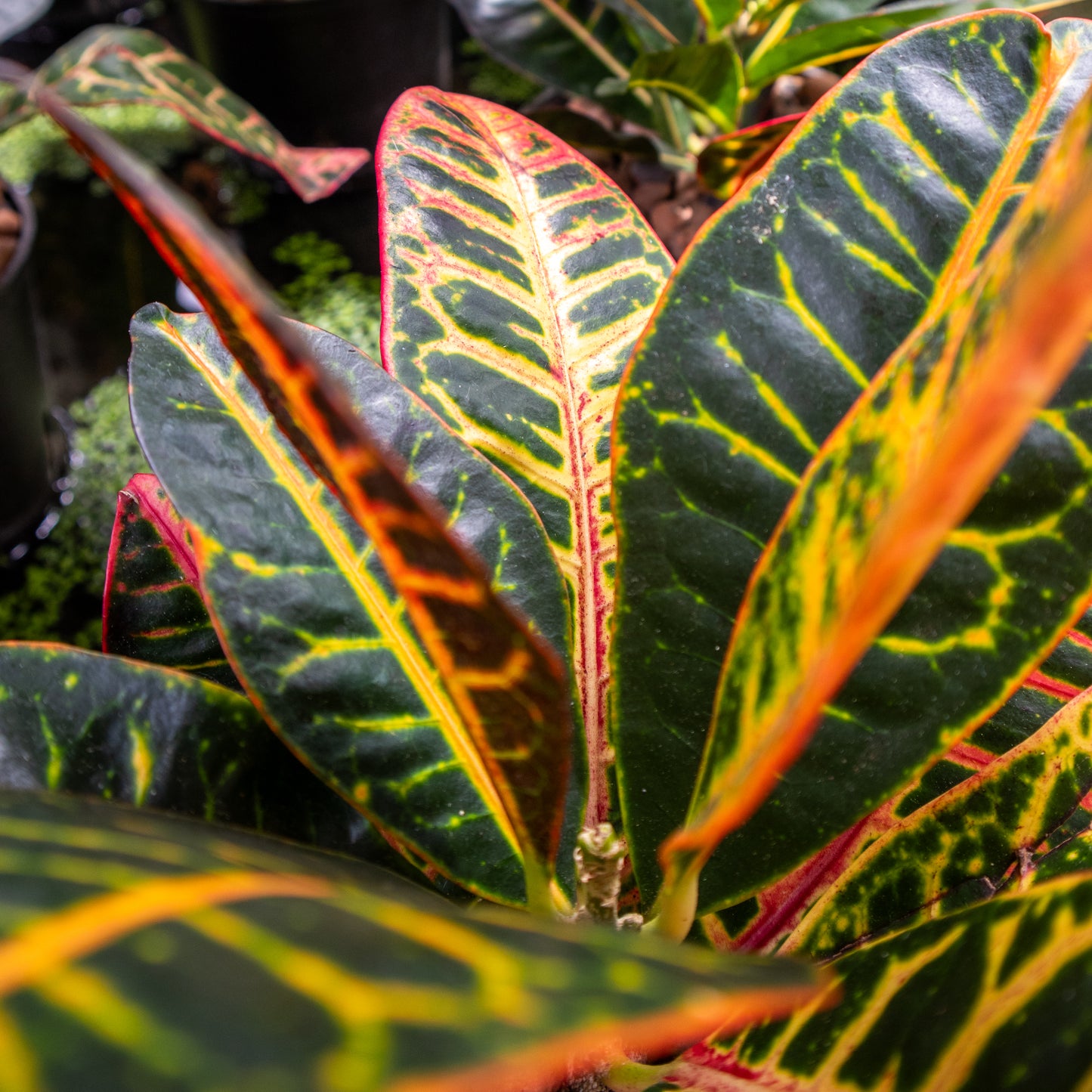Codiaeum/Croton Petra