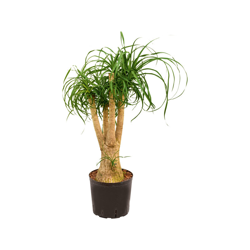 Beaucarnea recurvata