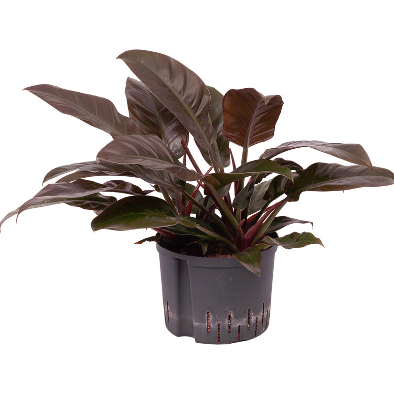 Philodendron erub. Imp. Red