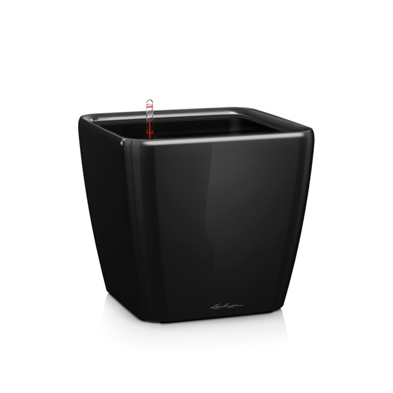 Lechuza Quadro schwarz