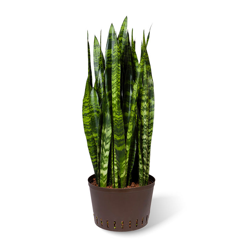 Sansevieria Coral Black