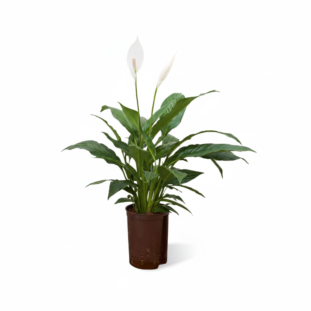 Spathiphyllum floribundum