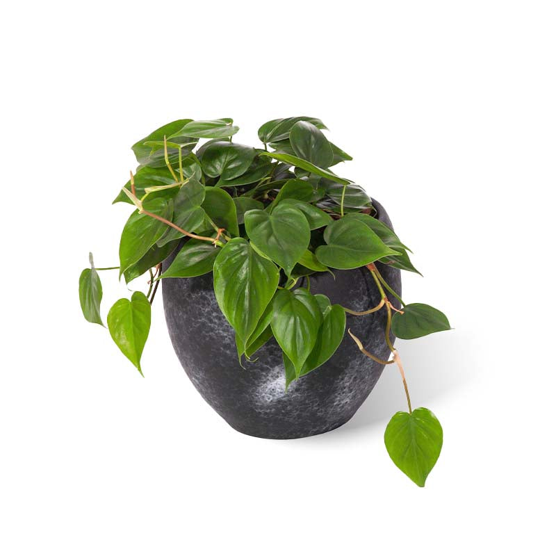 Faial Topf schwarz