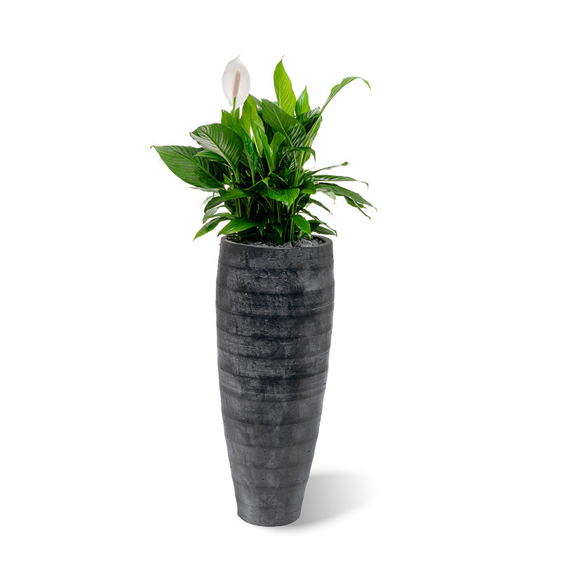 Madeira Vase grau