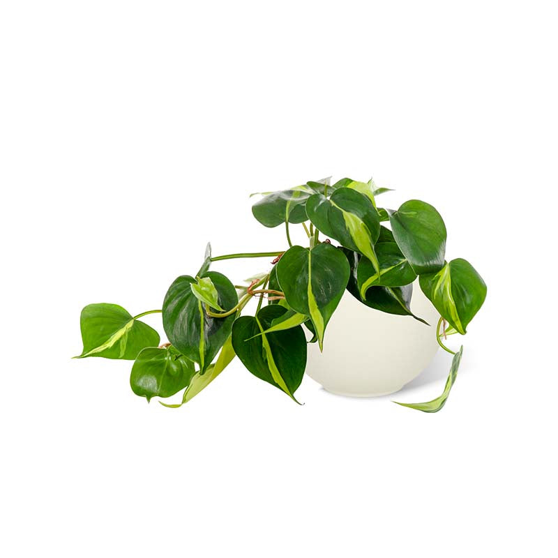 Lucy Bowl crème